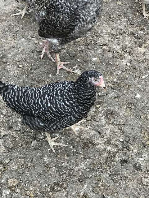 Stacey’s poultry and waterfowl chickens And Ducks For Sale Lincolnshire photo